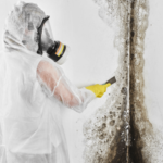 Hiring Professional Mold Removal Services